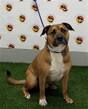 BRUNO MARS, German Shepherd Dog and American Pit Bull Terrier, adult, available for adoption