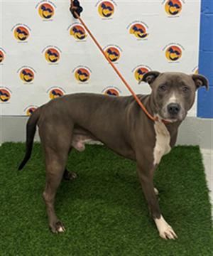 BLUE, Pit Bull Terrier Mix, adult, available for adoption