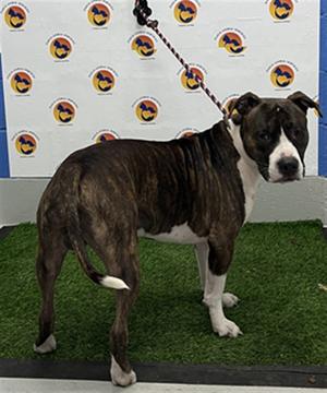 BUDDY BOY, Mixed Breed, young, available for adoption