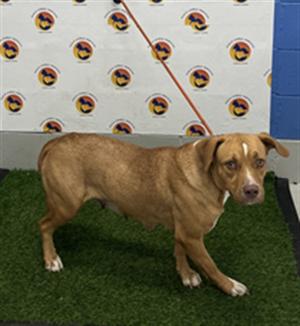 AMELIA, Mixed Breed, adult, available for adoption