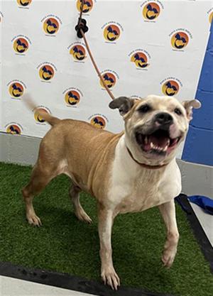 BROLY, American Staffordshire Terrier, senior, available for adoption