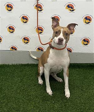 *Little Mama, Pit Bull Terrier, available for adoption