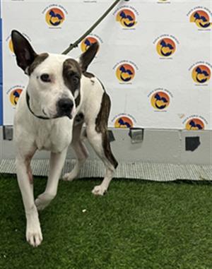 BOWIE, Mixed Breed, adult, available for adoption