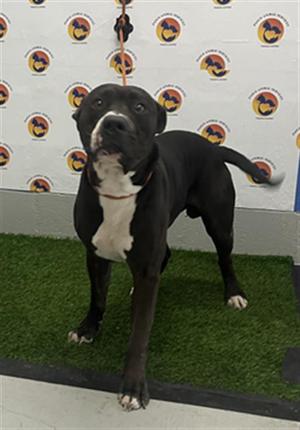 CAPONE, Mixed Breed, adult, available for adoption