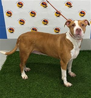 BELLE, Mixed Breed, senior, available for adoption
