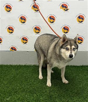 *Balto, Alaskan Klee Kai, adult, available for adoption