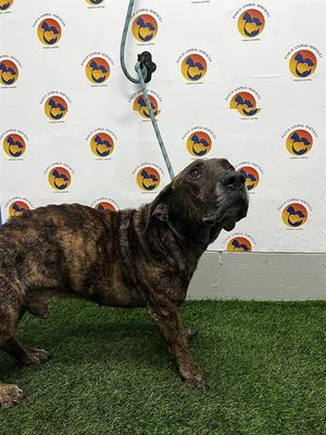 BRUNO, Mixed Breed, senior, available for adoption