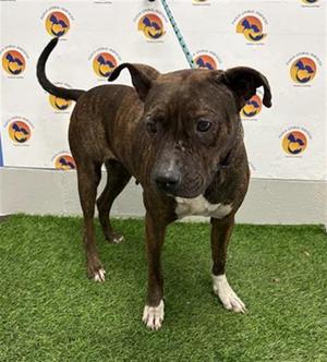 BLISS, Mixed Breed, adult, available for adoption