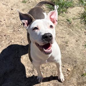 Hannah, Terrier, young, available for adoption