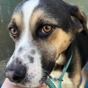 Dallas, Pinscher, Austrian, young, available for adoption