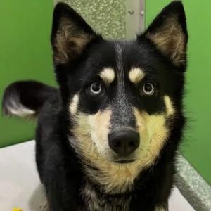 Wendy, Collie, Border, young, available for adoption