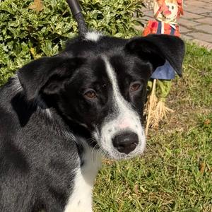 Ringo Star, Collie, Border, young, available for adoption