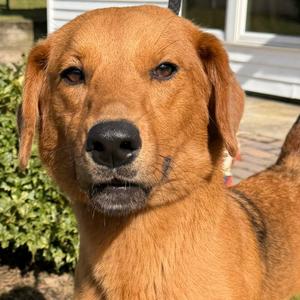 Gracie, Retriever, Golden, young, available for adoption