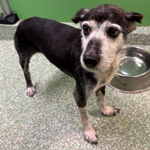 Blackie, Schnauzer, senior, available for adoption