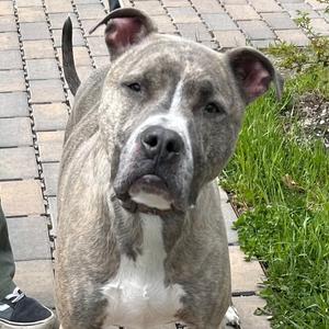 Pluto, Terrier, adult, available for adoption