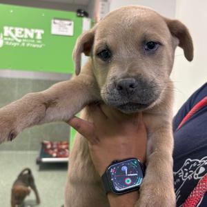 Paris, Chow Chow, puppy, available for adoption