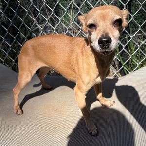 Ellen, Chihuahua, adult, available for adoption