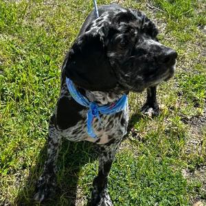 Jordan, Spaniel, Cocker, adult, available for adoption