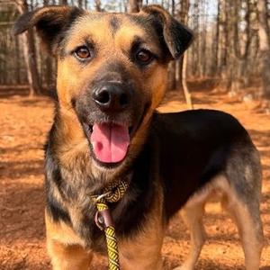 Mozart, Hound, young, available for adoption