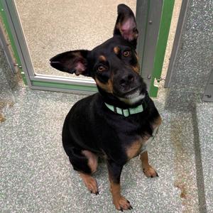 Eddie, Pinscher, Doberman, adult, available for adoption