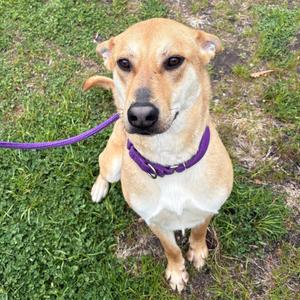 Lil Nebo, Retriever, Labrador, adult, available for adoption