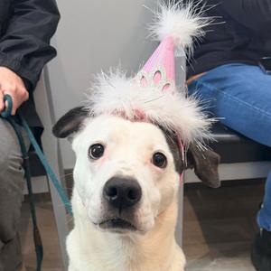 Lilly, Terrier, senior, available for adoption