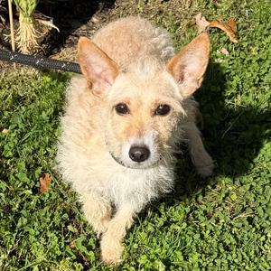 Tempura, Terrier, young, available for adoption