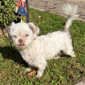 Emery, Shih Tzu, adult, available for adoption