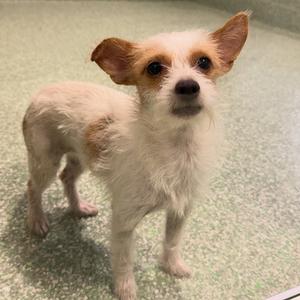 a small white and brown dog standing on a green floor