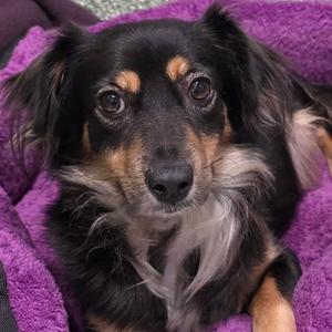Alexis, Chihuahua, Long Coat, adult, available for adoption
