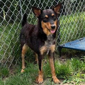 Twilla, Cattle Dog, Australian (Red Heeler), young, available for adoption