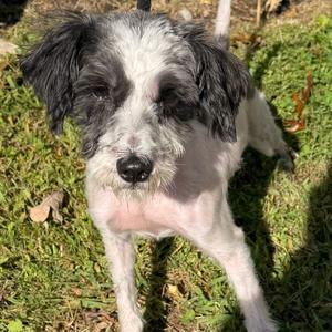 Ginny, Terrier, senior, available for adoption
