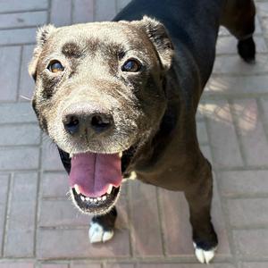 Josh, Retriever, Black Labrador, senior, available for adoption