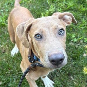 Milo, Hound, young, available for adoption