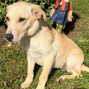 Danica, Retriever, Labrador, young, available for adoption