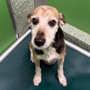 Brownie, Schnauzer, senior, available for adoption