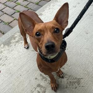 Joy, Dachshund, young, available for adoption