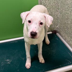 Banana, Terrier, young, available for adoption