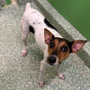 Jingles, Terrier, Jack Russell, young, available for adoption