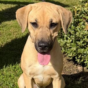 Laila, Retriever, Labrador, young, available for adoption