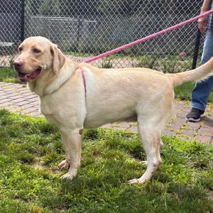 Lamb Chop, Retriever, Yellow Labrador, adult, available for adoption