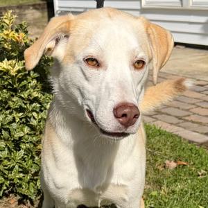 Mater, Retriever, Labrador, young, available for adoption