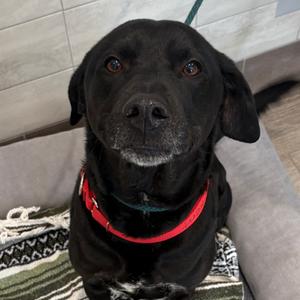 Friday, Retriever, Labrador, adult, available for adoption