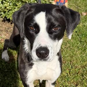 Peggy, Retriever, Labrador, young, available for adoption
