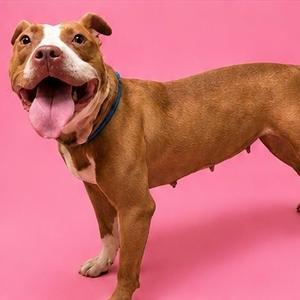 A brown dog with a white patch on its face and chest, wearing a blue collar, standing on a pink background with its mouth open and tongue out.