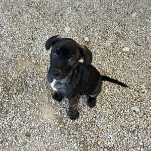 A black puppy with a white chest patch sitting on a gravel surface, looking up.
