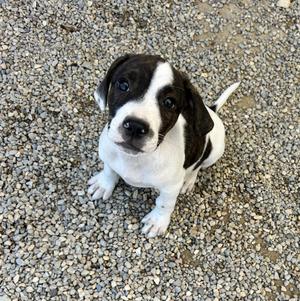 .CHIPS-URGENT, Boxer / Pit Bull Terrier, puppy, available for adoption