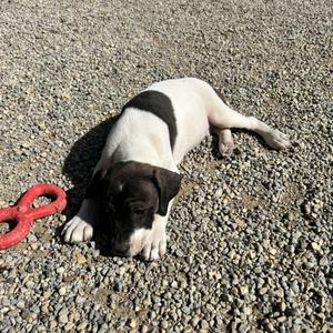 .KEEBLER-URGENT, Boxer / Pit Bull Terrier, puppy, available for adoption