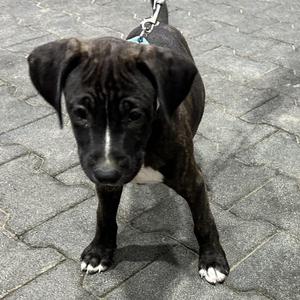 .COCOA-URGENT, Boxer / Pit Bull Terrier, puppy, available for adoption