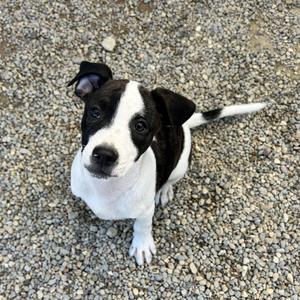 A black and white puppy sitting on a gravel surface, looking up at the camera.
